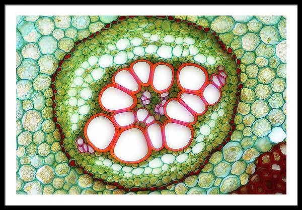 Amphycribral Vascular Bundle of a Fern Rhizome / Art Photo - Framed Print