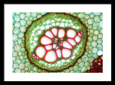 Amphycribral Vascular Bundle of a Fern Rhizome / Art Photo - Framed Print