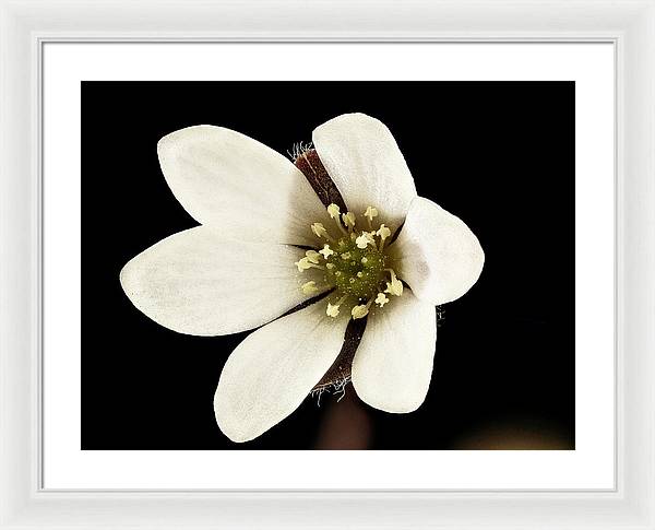 Anemone / Art Photo - Framed Print