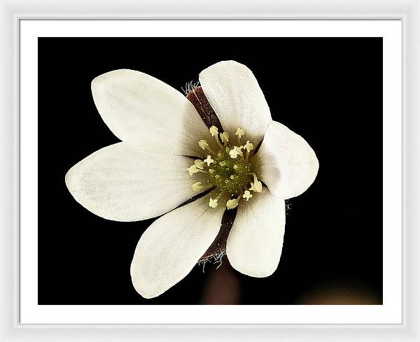 Anemone / Art Photo - Framed Print