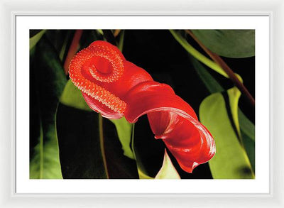 Anthurium / Art Photo - Framed Print