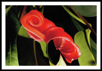 Anthurium / Art Photo - Framed Print