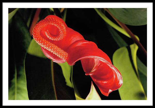 Anthurium / Art Photo - Framed Print