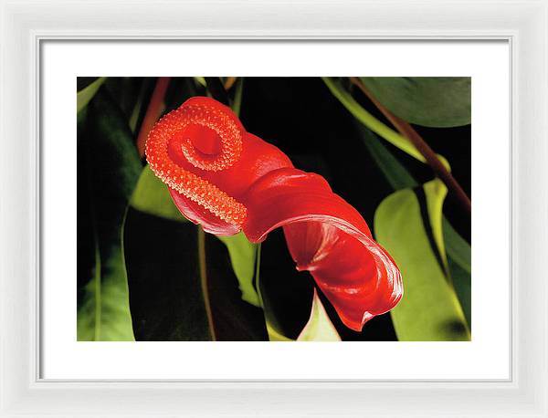 Anthurium / Art Photo - Framed Print