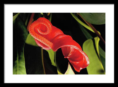 Anthurium / Art Photo - Framed Print