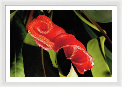 Anthurium / Art Photo - Framed Print