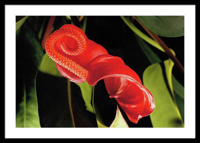 Anthurium / Art Photo - Framed Print