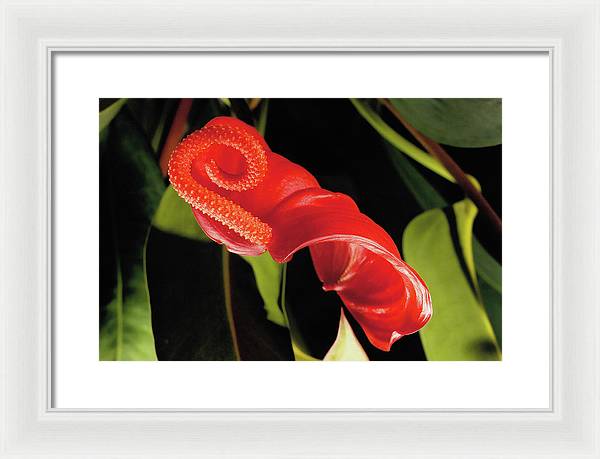 Anthurium / Art Photo - Framed Print