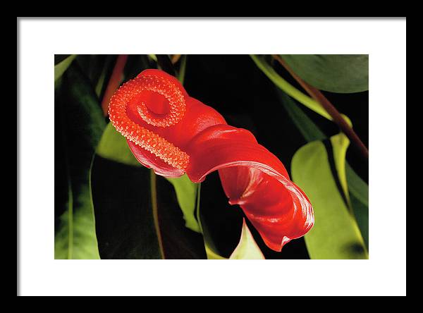 Anthurium / Art Photo - Framed Print