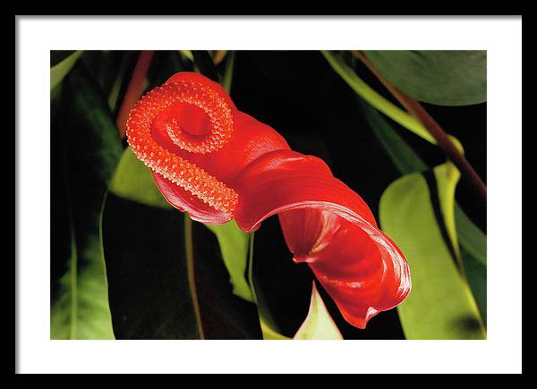 Anthurium / Art Photo - Framed Print