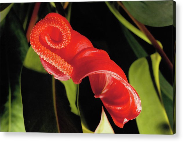 Anthurium / Art Photo - Acrylic Print