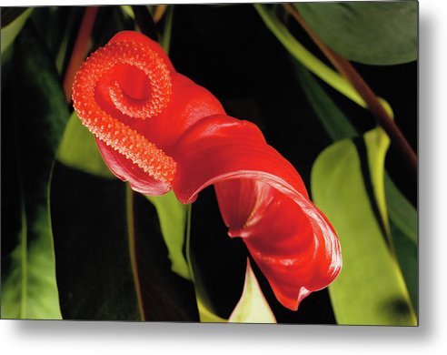 Anthurium / Art Photo - Metal Print