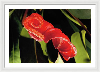 Anthurium / Art Photo - Framed Print