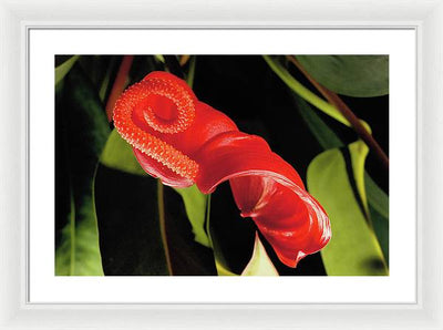 Anthurium / Art Photo - Framed Print