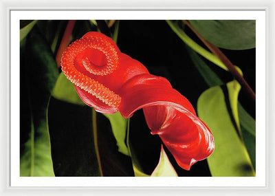 Anthurium / Art Photo - Framed Print