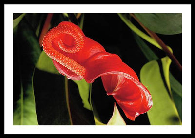 Anthurium / Art Photo - Framed Print