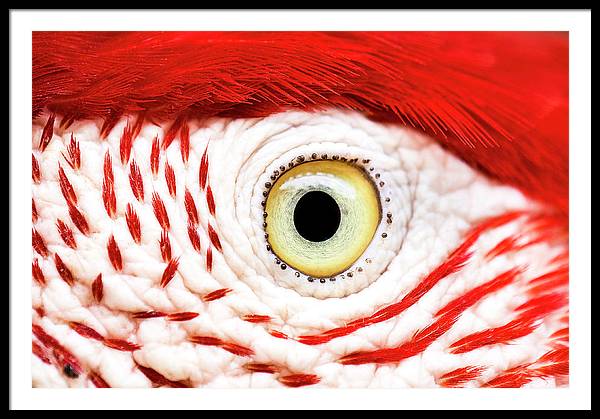 Ara Eye Art Photo - Framed Print