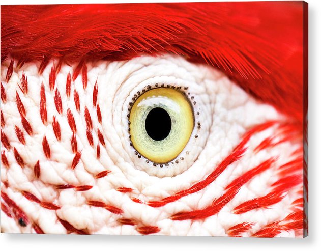 Ara Eye Art Photo - Acrylic Print