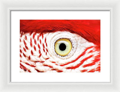 Ara Eye Art Photo - Framed Print