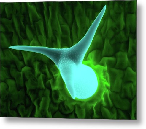 Arabidopsis Thaliana / Art Photo - Metal Print