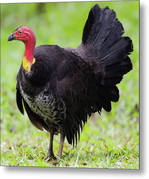 Australian Bush-Turkey / Art Photo - Metal Print