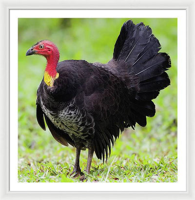 Australian Bush-Turkey / Art Photo - Framed Print