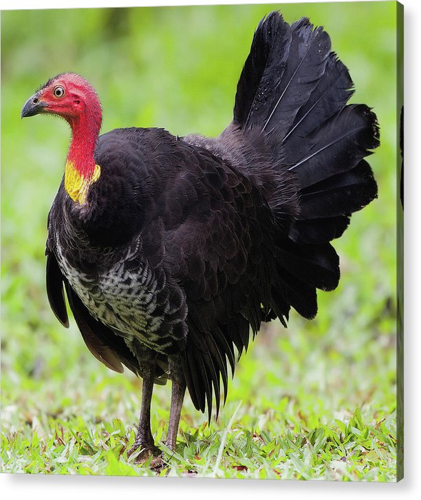 Australian Bush-Turkey / Art Photo - Acrylic Print