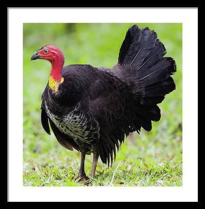 Australian Bush-Turkey / Art Photo - Framed Print