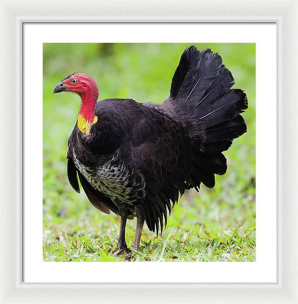 Australian Bush-Turkey / Art Photo - Framed Print