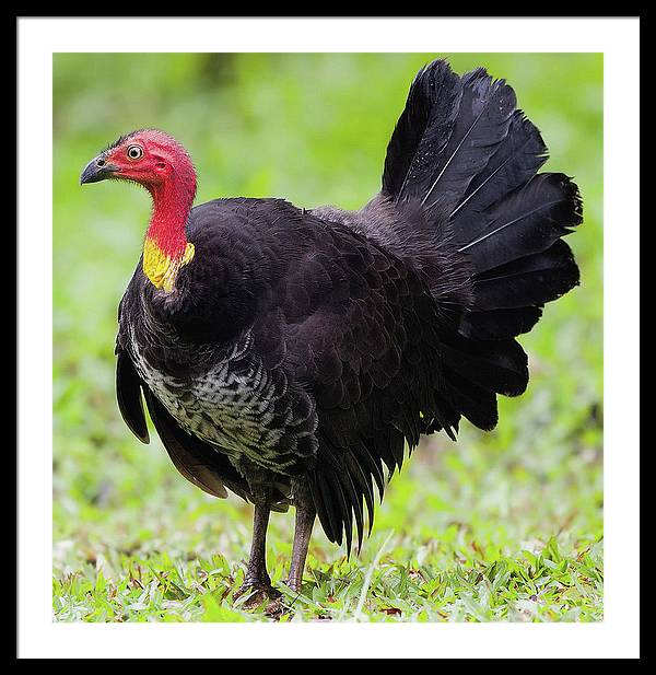 Australian Bush-Turkey / Art Photo - Framed Print