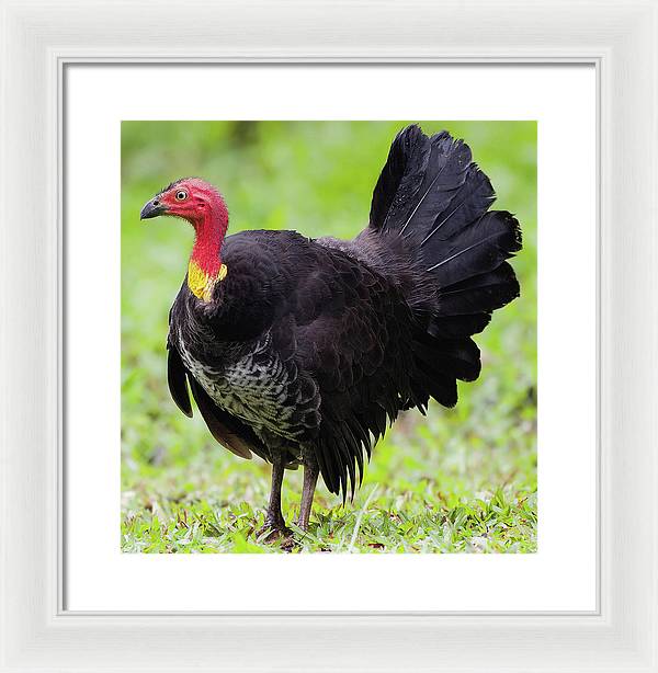 Australian Bush-Turkey / Art Photo - Framed Print