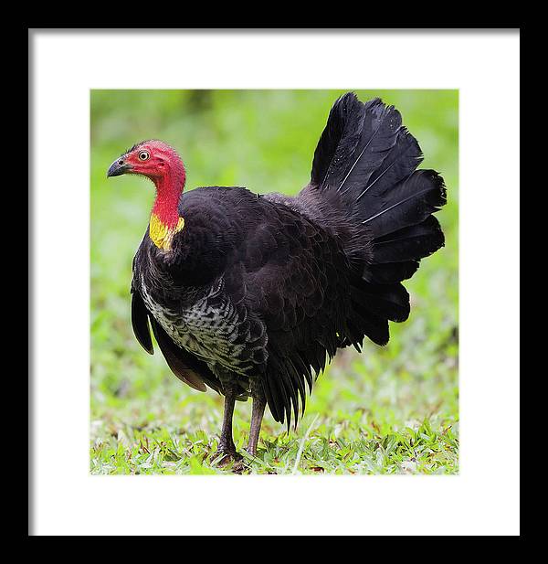 Australian Bush-Turkey / Art Photo - Framed Print