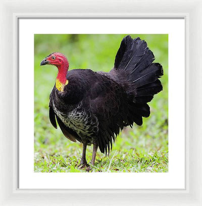 Australian Bush-Turkey / Art Photo - Framed Print