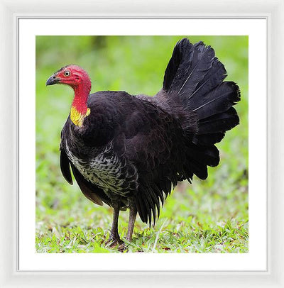 Australian Bush-Turkey / Art Photo - Framed Print