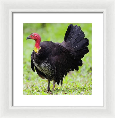 Australian Bush-Turkey / Art Photo - Framed Print