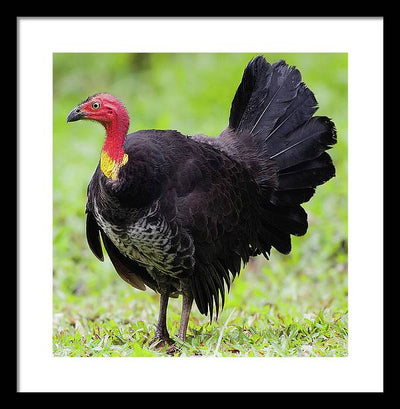 Australian Bush-Turkey / Art Photo - Framed Print