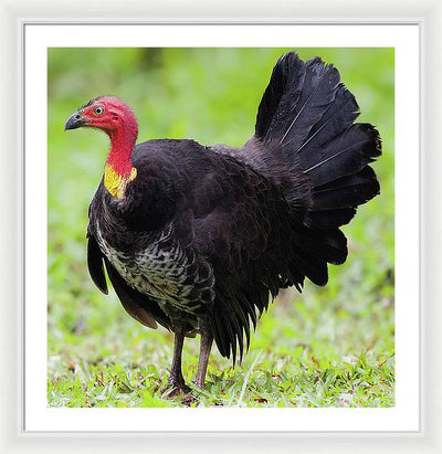 Australian Bush-Turkey / Art Photo - Framed Print