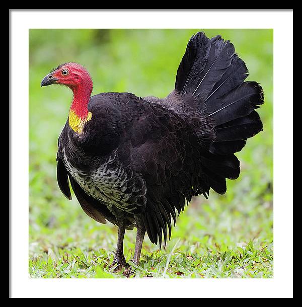 Australian Bush-Turkey / Art Photo - Framed Print