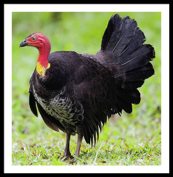 Australian Bush-Turkey / Art Photo - Framed Print