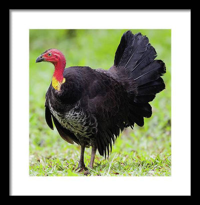 Australian Bush-Turkey / Art Photo - Framed Print