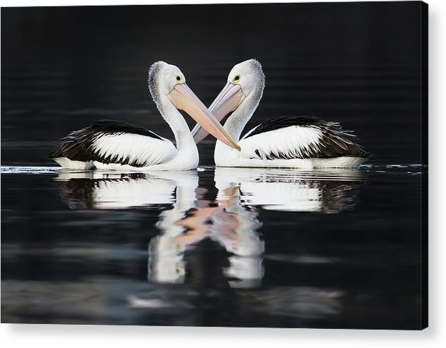 Australian Pelicans / Art Photo - Acrylic Print