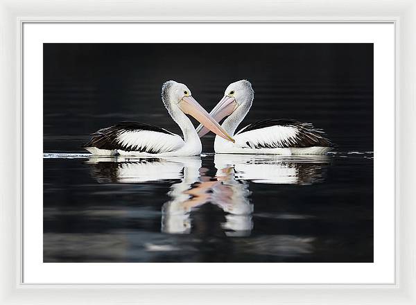 Australian Pelicans / Art Photo - Framed Print