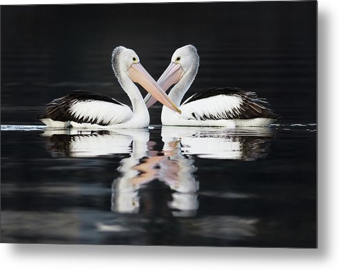 Australian Pelicans / Art Photo - Metal Print