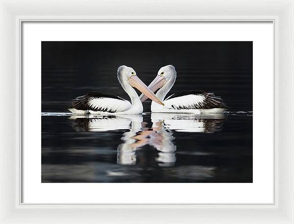 Australian Pelicans / Art Photo - Framed Print