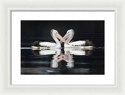 Australian Pelicans / Art Photo - Framed Print