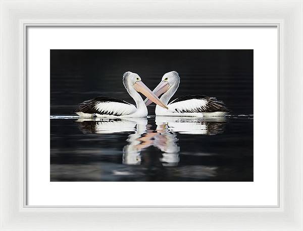 Australian Pelicans / Art Photo - Framed Print