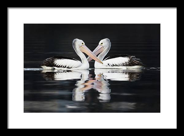 Australian Pelicans / Art Photo - Framed Print