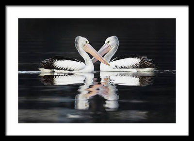 Australian Pelicans / Art Photo - Framed Print