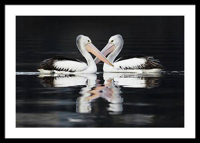 Australian Pelicans / Art Photo - Framed Print