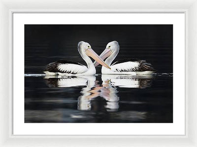 Australian Pelicans / Art Photo - Framed Print